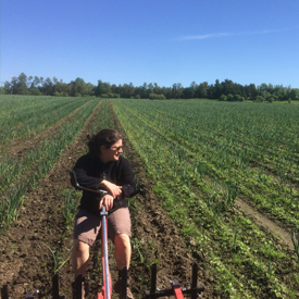 Weeding | A guide to growing Quebec Music variety garlic | Organic | Le Petit Mas Growing canadian garlic : All you need to know about soil, seeds, planting, fertilizing, irrigating, weeding, harvest, drying and storing.