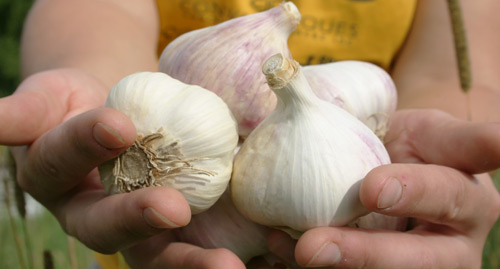 Le Petit Mas - Pioneering agribusiness of organic garlic