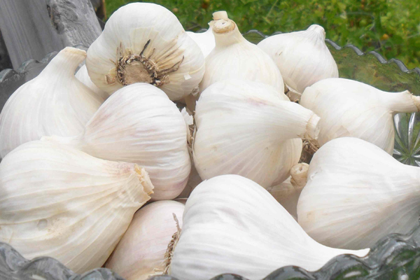Quebec-grown Garlic Porcelain/Music Variety - Le Petit Mas