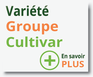 Le Petit Mas Ail du Québec variétés groupes cultivars